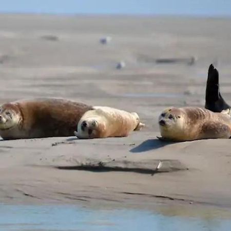 Gite Escale Oceania En Baie De Somme A Ault, 50M De La Mer エクステリア 写真