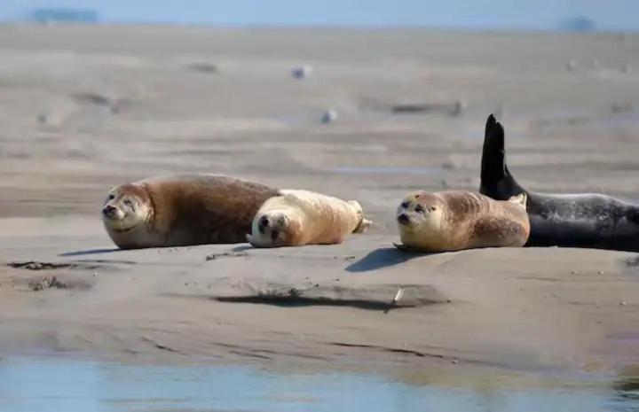 Gite Escale Oceania En Baie De Somme A Ault, 50M De La Mer エクステリア 写真